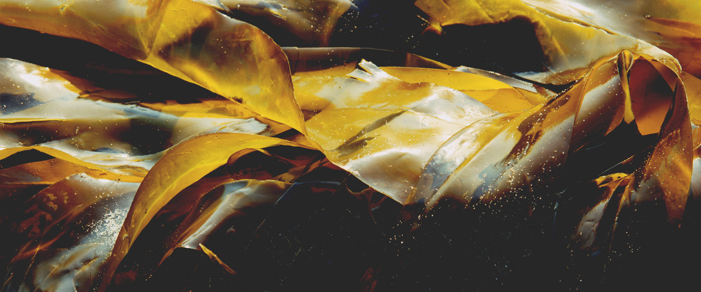 Kelp
