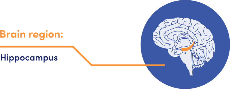 Diagram of a brain with the hippocampus highlighted, labeled 'Brain region: Hippocampus'.