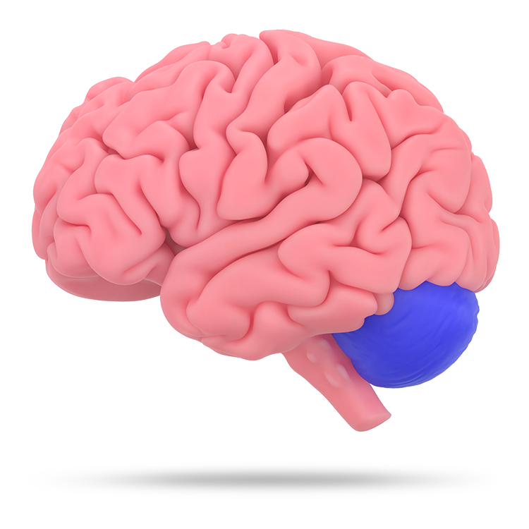 Model of a brain with a blue sphere showing where the cerebellum is