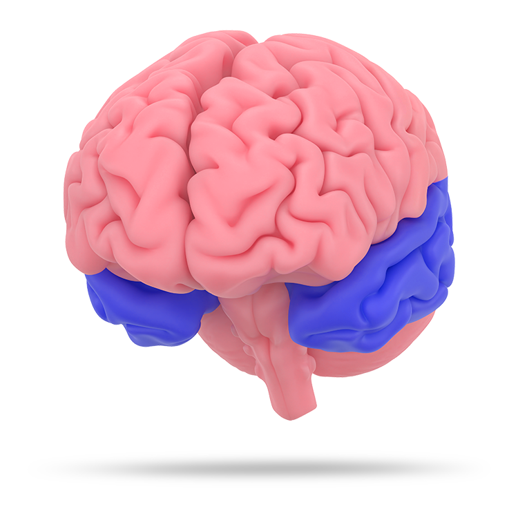 3D model of a brain with pink cerebral cortex and blue highlight showing where the temporal lobe it