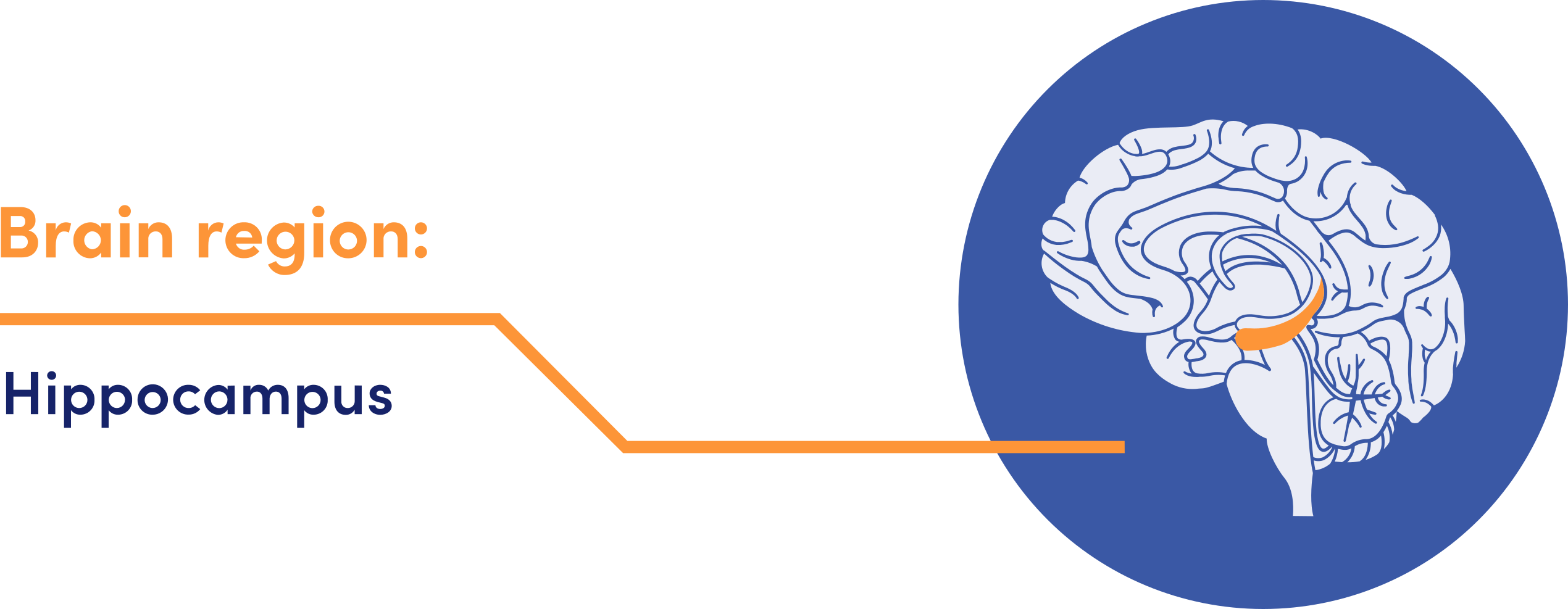 Diagram of a brain with the hippocampus highlighted, labeled 'Brain region: Hippocampus'.