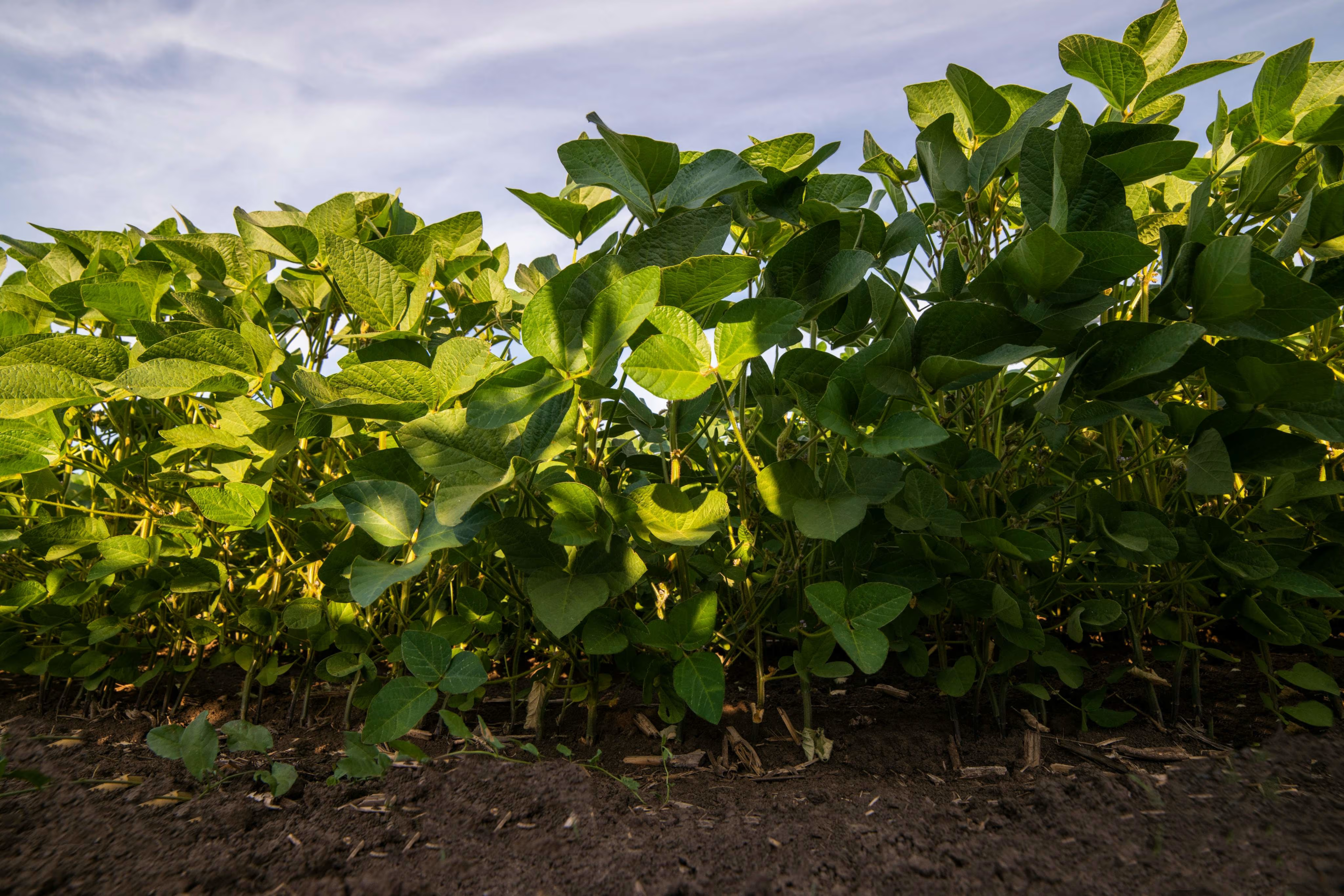Row of green plants growing in a field with a blue sky in the background