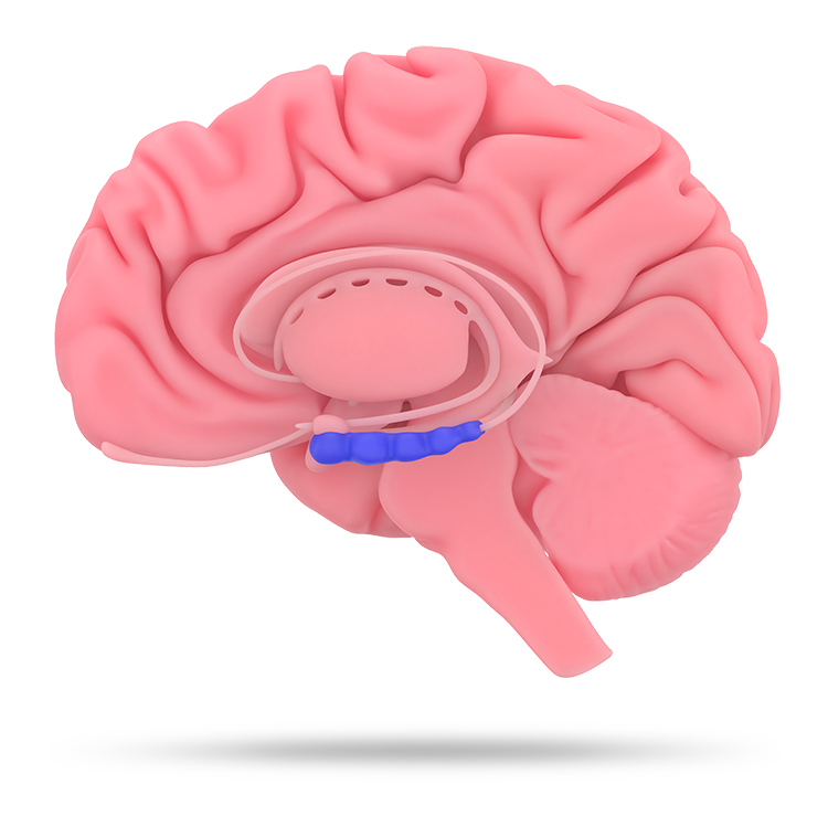 what age is the brain fully developed what age is the brain fully developed